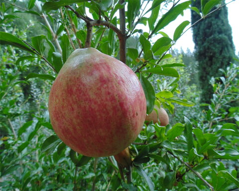 alk pust ghermez saveh 